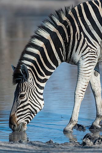A Burchells zebra-drinking at a waterhole Okavango Delta-Botswana Nature Print